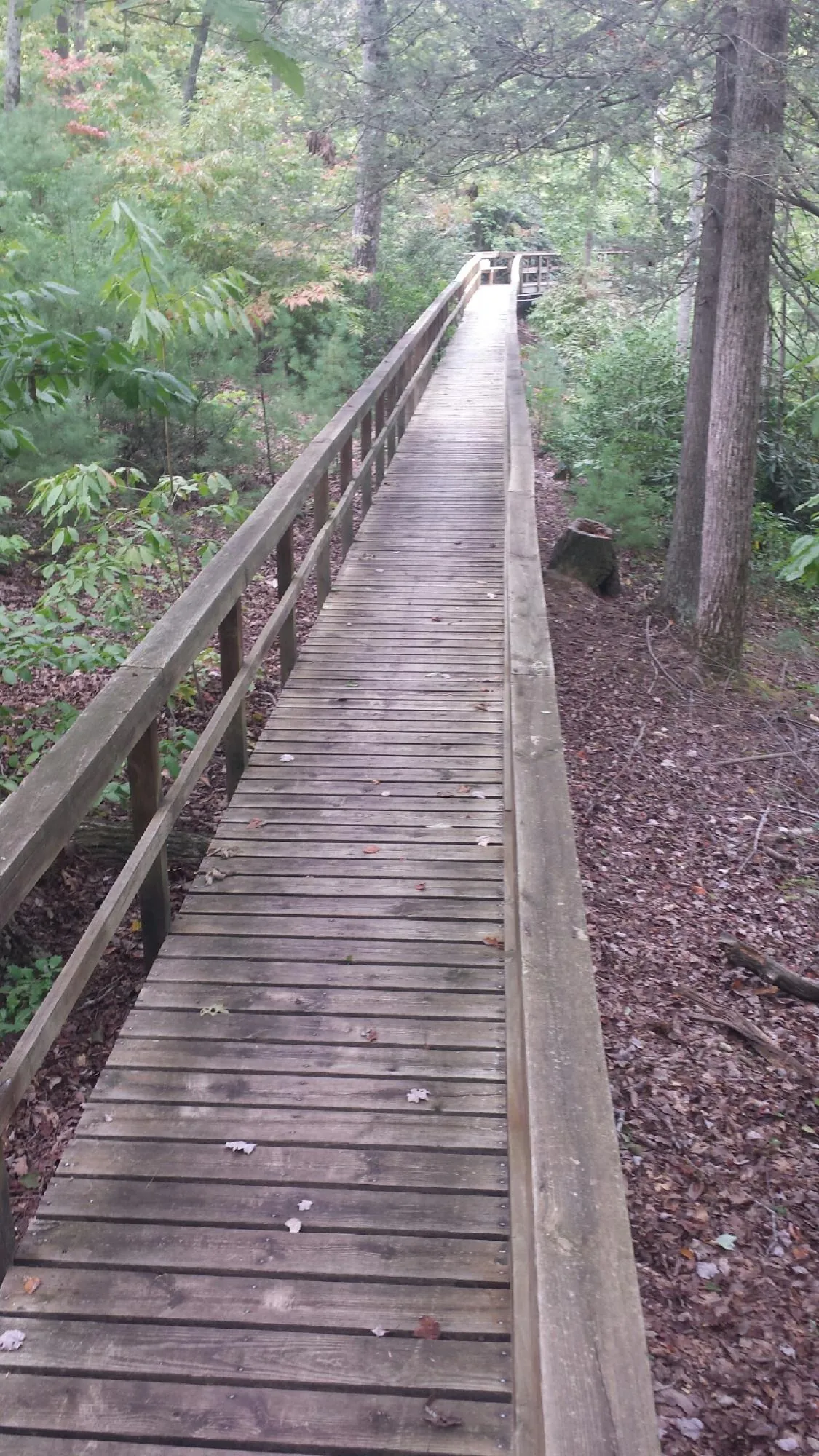 Long wood walkway with handrails built through the woods in Fultondale